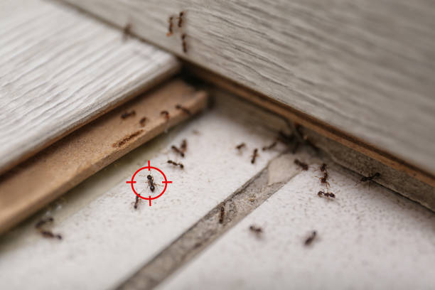 Best Pest Inspection Near Me  in North Manchester, IN